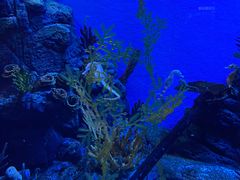 -上海海洋水族馆