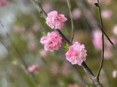 -常德桃花源景区