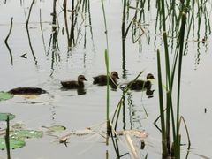 -野鸭湖国家湿地公园