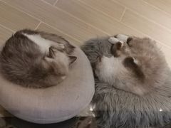 -momokira米努特·德文卷毛猫·棉花面纱犬