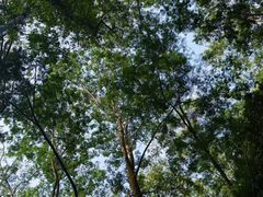-黄埔油麻山森林公园
