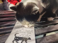 -喵屿·大理花园猫咖