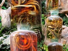 -呀路古热带植物园