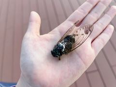 -台场海滨公园船码头