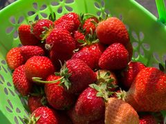 -田趣农庄草莓采摘园