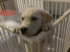 -宠颐生·恒爱宠物医院(静海店)