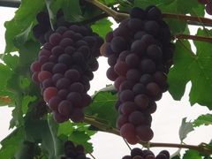 -金谷域澳洲庄园