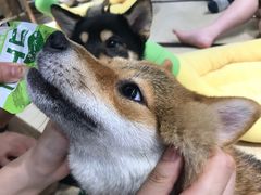 -逗柴咖啡屋·狗咖猫咖宠物桌游