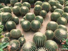 -石家庄市植物园