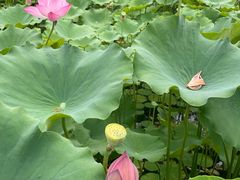 -莲花池公园