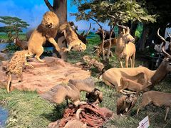 -国家自然博物馆