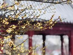 -梅花山(明孝陵内)