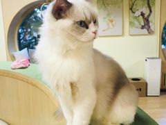 -猫和宫(六道口店)