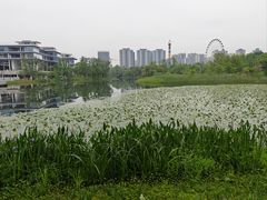 -洋湖国家湿地公园