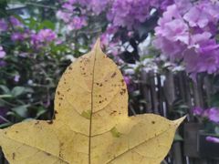 -世间香境·七溪地