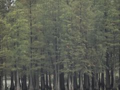 -白鹭湾湿地公园