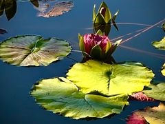 -国家植物园南园