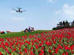 -空港花田景区