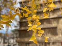 -北京石刻艺术博物馆(五塔寺)