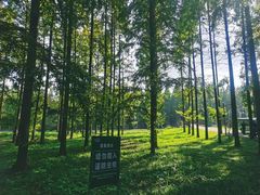 -黄海国家森林公园