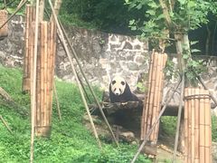 -都江堰中华大熊猫苑