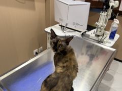 -瑞派宠物医院·犬猫全科·猫友好(宾水西道店)