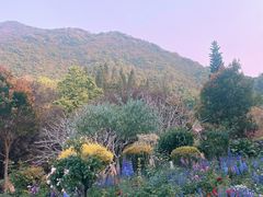 -深圳仙湖植物园