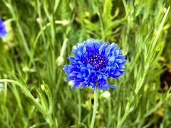 -花开海上生态园