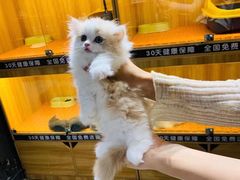 -欣宠猫屋·矮脚拿破仑·蓝金金渐层