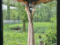 -野蔓果·山野菜(西湖景区·龙井茶田店)