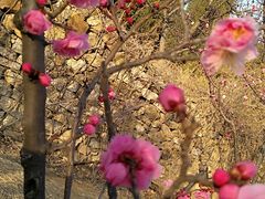 -泰山风景名胜区-普照寺