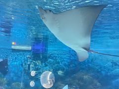 -烟台海昌鲸鲨海洋公园