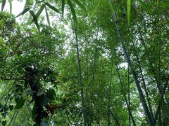 -深圳仙湖植物园