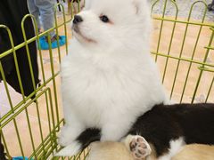 -Let's go狗咖·猫咖·奶狗·桌游(春熙路IFS店)