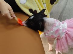 -猪盟咖啡店(玖洲道店)
