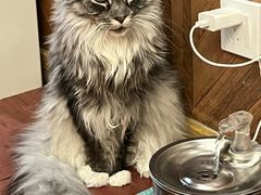 -MOCHA明星猫咖(田子坊店)