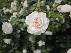 -国家植物园