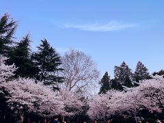-武汉大学-樱园