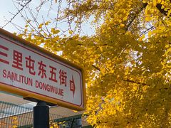 -三里屯东五街银杏大道