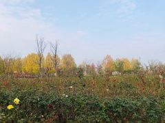 -南湖国家城市湿地公园