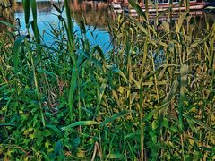 -溱湖国家湿地公园