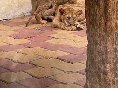 -大连森林动物园