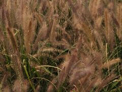 -中国天府农业博览园