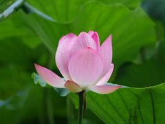 景点-荔湾湖公园