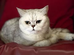 -初花·日本料理