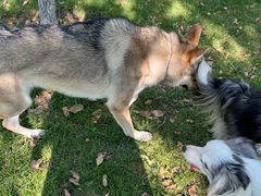 -爪吧宠物乐园 (温榆河示范区店)