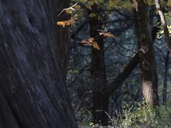 -香山公园