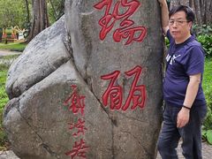 -独树成林