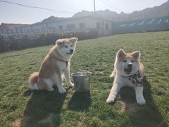 -趣玩宠物乐园寄养训犬训狗游泳池