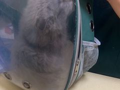 -乖乖宠物医院·猫科·急重症中心(车站北路分院)